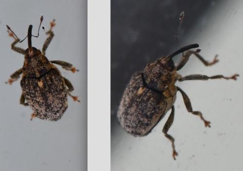 Réf. 275 848 : Ceutorhynchus pallidactylus